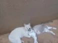 Mãezinha e Principe