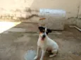 Bolt