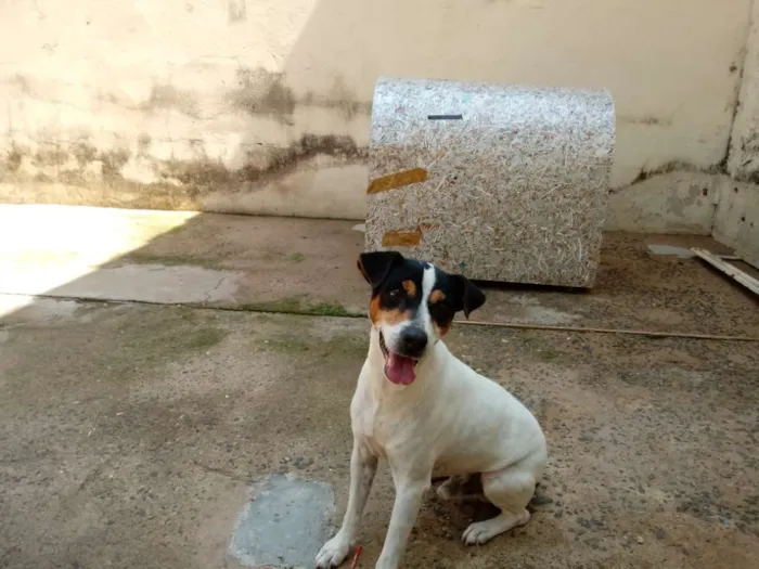 Cachorro raça Fox Paulistinha idade 6 ou mais anos nome Bolt