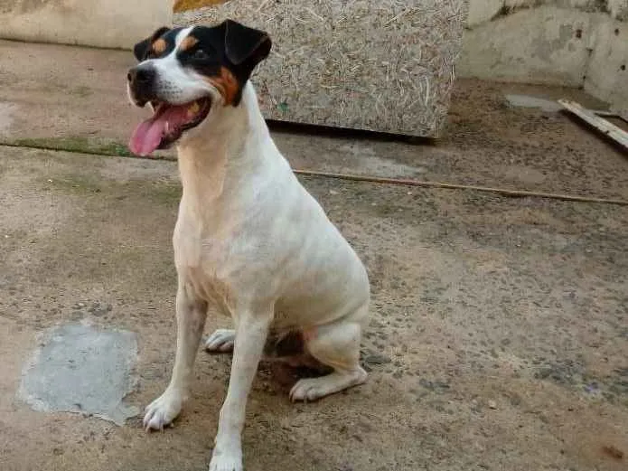 Cachorro raça Fox Paulistinha idade 6 ou mais anos nome Bolt