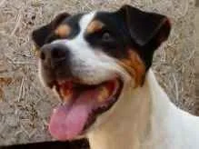 Cachorro raça Fox Paulistinha idade 6 ou mais anos nome Bolt