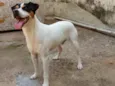 Bolt