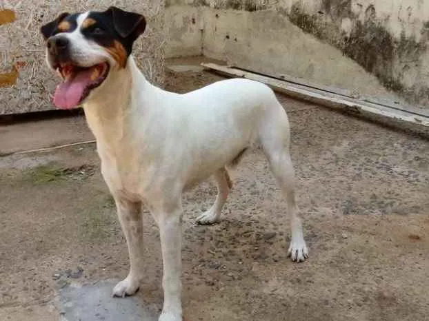 Cachorro raça Fox Paulistinha idade 6 ou mais anos nome Bolt
