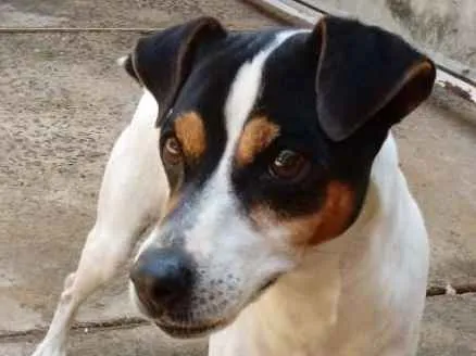 Cachorro raça Fox Paulistinha idade 6 ou mais anos nome Bolt