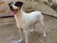 Bolt