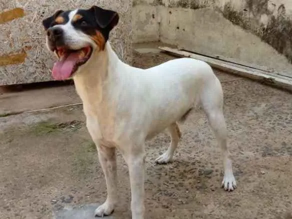 Cachorro raça Fox Paulistinha idade 6 ou mais anos nome Bolt