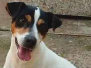 Cachorro raça Fox Paulistinha idade 6 ou mais anos nome Bolt