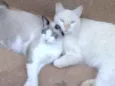 Mãezinha e Principe
