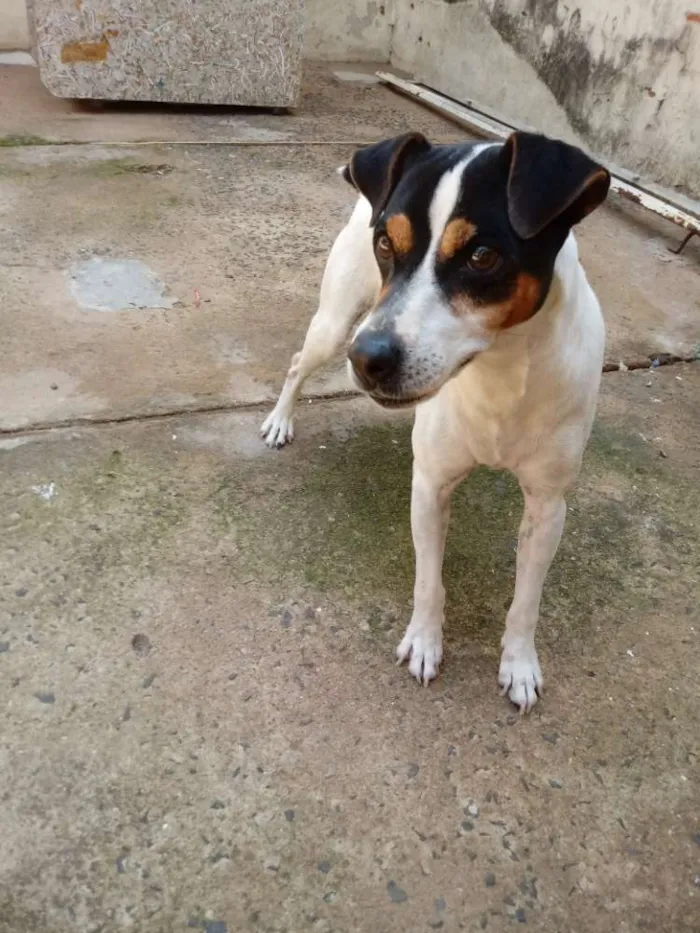 Cachorro ra a Fox Paulistinha idade 6 ou mais anos nome Bolt