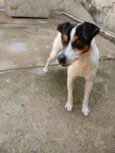 Bolt