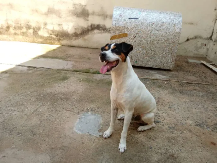Cachorro ra a Fox Paulistinha idade 6 ou mais anos nome Bolt