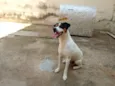Bolt