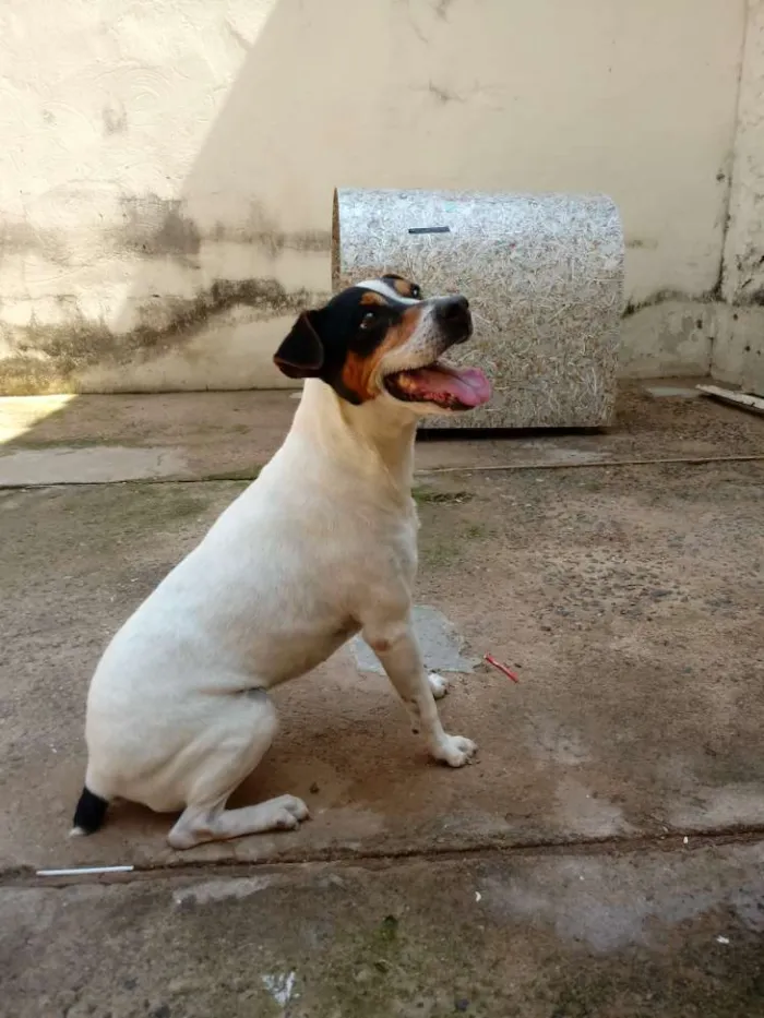 Cachorro ra a Fox Paulistinha idade 6 ou mais anos nome Bolt