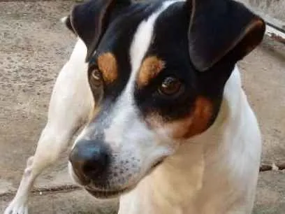 Cachorro ra a Fox Paulistinha idade 6 ou mais anos nome Bolt