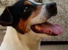 Cachorro ra a Fox Paulistinha idade 6 ou mais anos nome Bolt