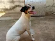 Bolt