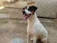 Bolt