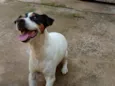 Bolt