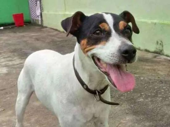 Cachorro ra a Fox Paulistinha idade 6 ou mais anos nome Bolt