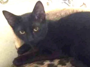 Gato raça SRD idade 7 a 11 meses nome Pietro