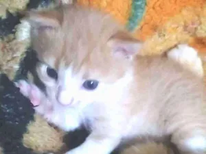 Gato raça Não tem  idade Abaixo de 2 meses nome Não tem 