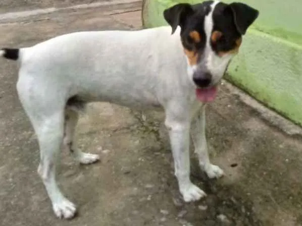 Cachorro ra a Fox Paulistinha idade 6 ou mais anos nome Bolt