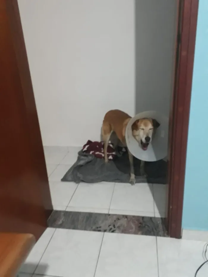 Cachorro ra a SRD idade 6 ou mais anos nome Bob