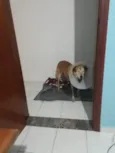 Bob