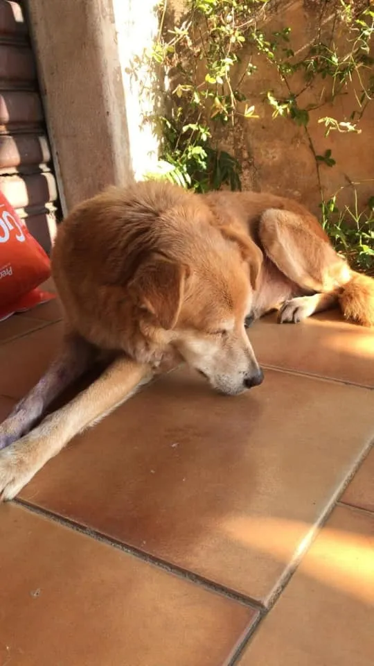 Cachorro ra a SRD idade 6 ou mais anos nome Bob