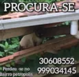 Gatinho