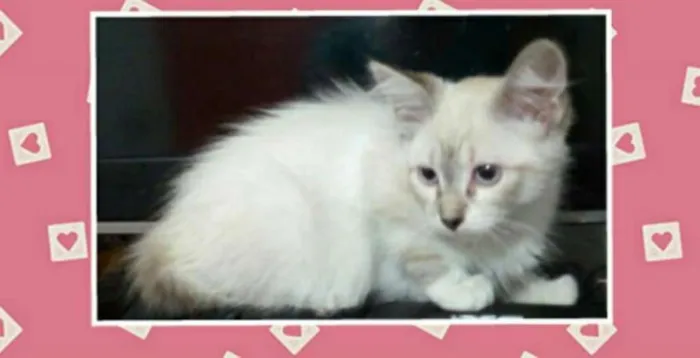 Gato raça Srd idade 2 a 6 meses nome Peludinha