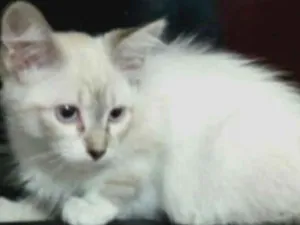 Gato raça Srd idade 2 a 6 meses nome Peludinha