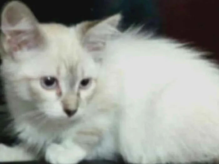 Gato raça Srd idade 2 a 6 meses nome Peludinha