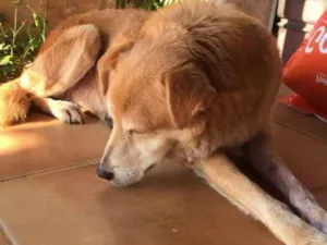 Cachorro raça SRD idade 6 ou mais anos nome Bob