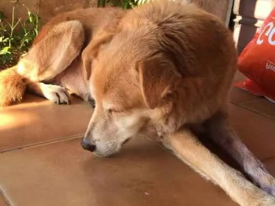 Cachorro ra a SRD idade 6 ou mais anos nome Bob