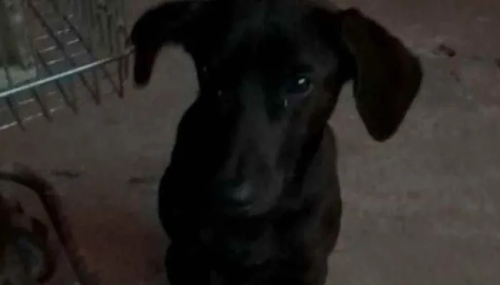 Cachorro ra a SRD idade 7 a 11 meses nome Pingo ( Urgente )