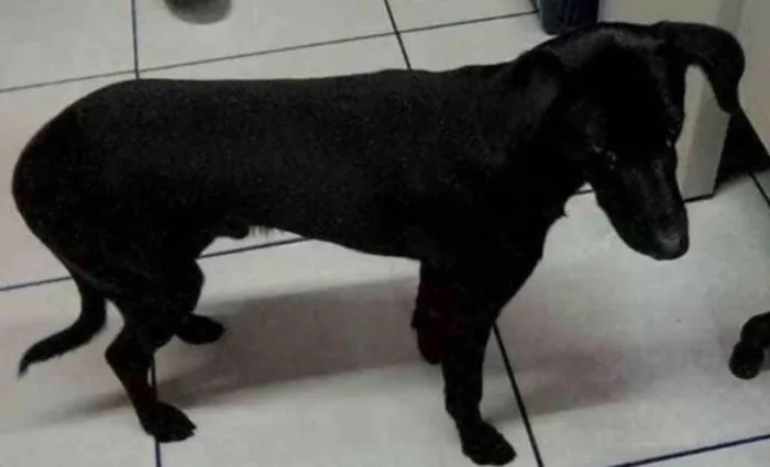 Cachorro ra a SRD idade 7 a 11 meses nome Pingo ( Urgente )