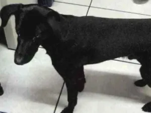 Cachorro raça SRD idade 7 a 11 meses nome Pingo ( Urgente )