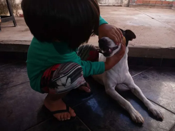 Cachorro ra a Fox Paulistinha idade 6 ou mais anos nome Bolt