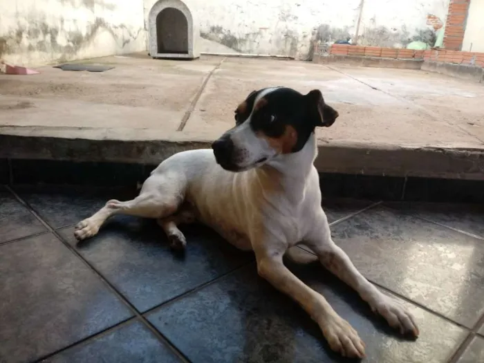 Cachorro ra a Fox Paulistinha idade 6 ou mais anos nome Bolt