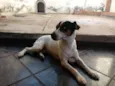 Bolt