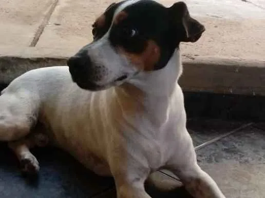 Cachorro ra a Fox Paulistinha idade 6 ou mais anos nome Bolt
