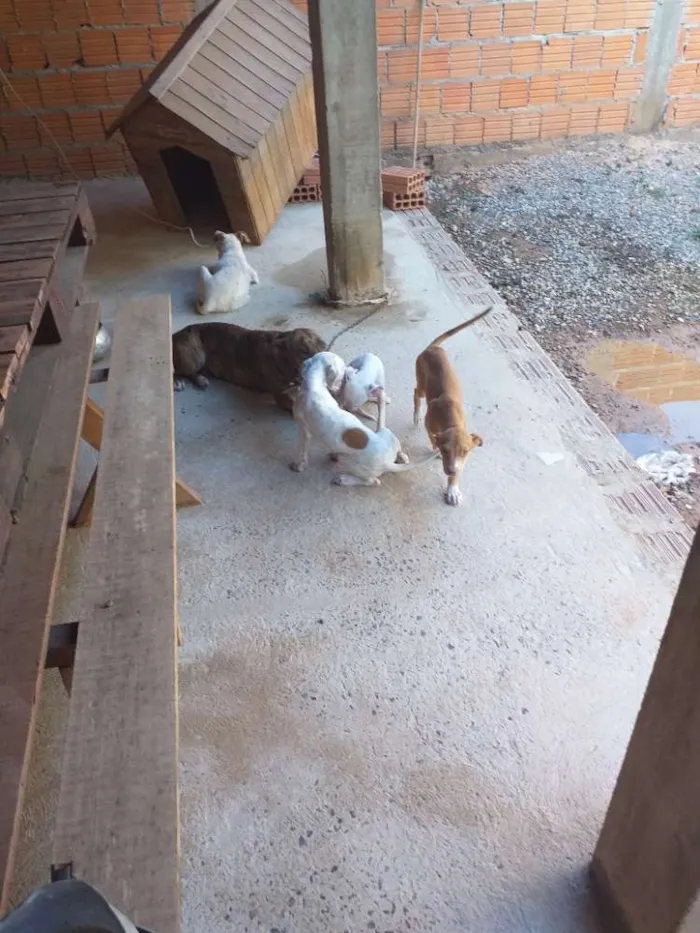 Cachorro raça  idade 2 a 6 meses nome Não tem