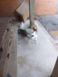 Não tem