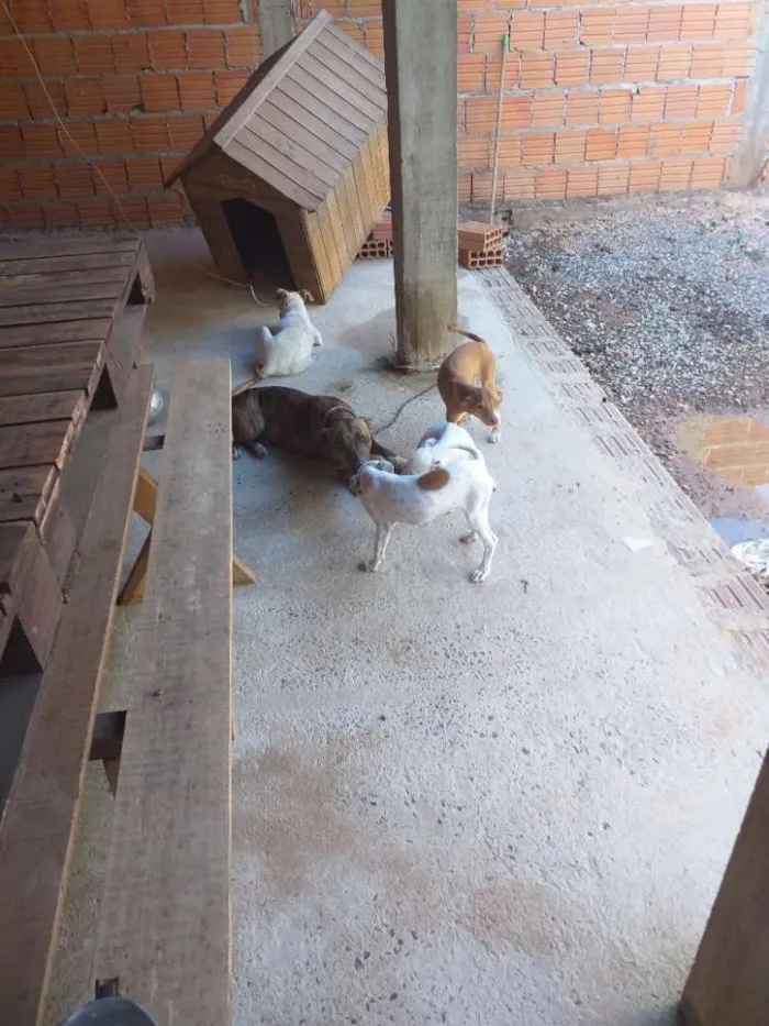 Cachorro raça  idade 2 a 6 meses nome Não tem