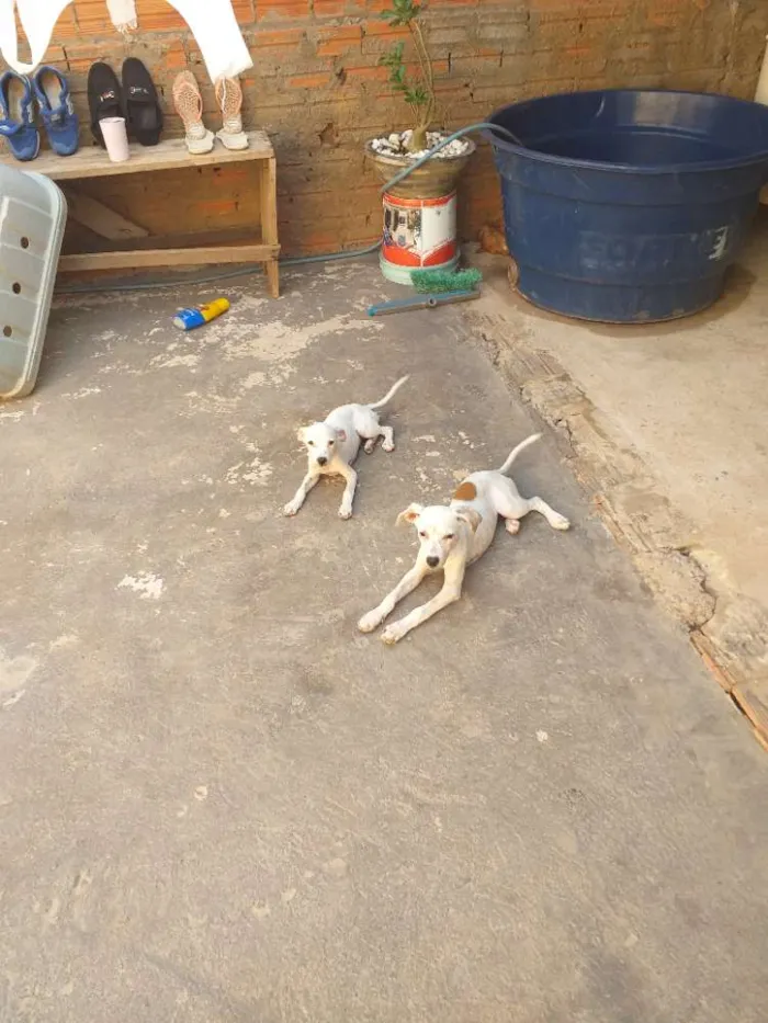 Cachorro raça  idade 2 a 6 meses nome Não tem