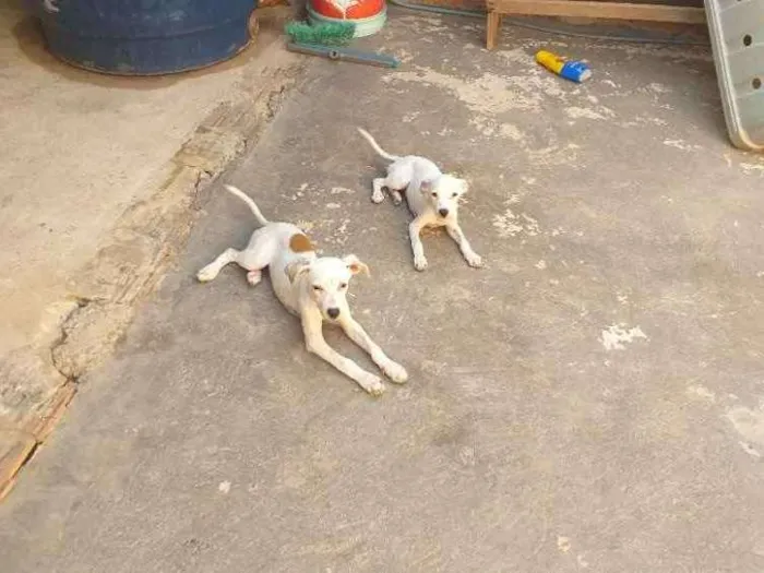 Cachorro raça  idade 2 a 6 meses nome Não tem