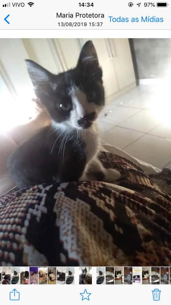 Gato ra a Frajola  idade 2 a 6 meses nome Laila linda 