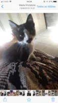 Laila linda
