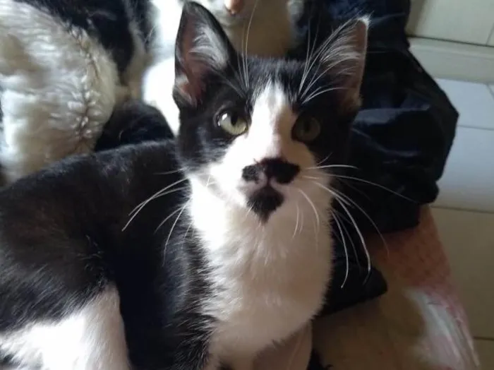 Gato ra a Frajola  idade 2 a 6 meses nome Laila linda 